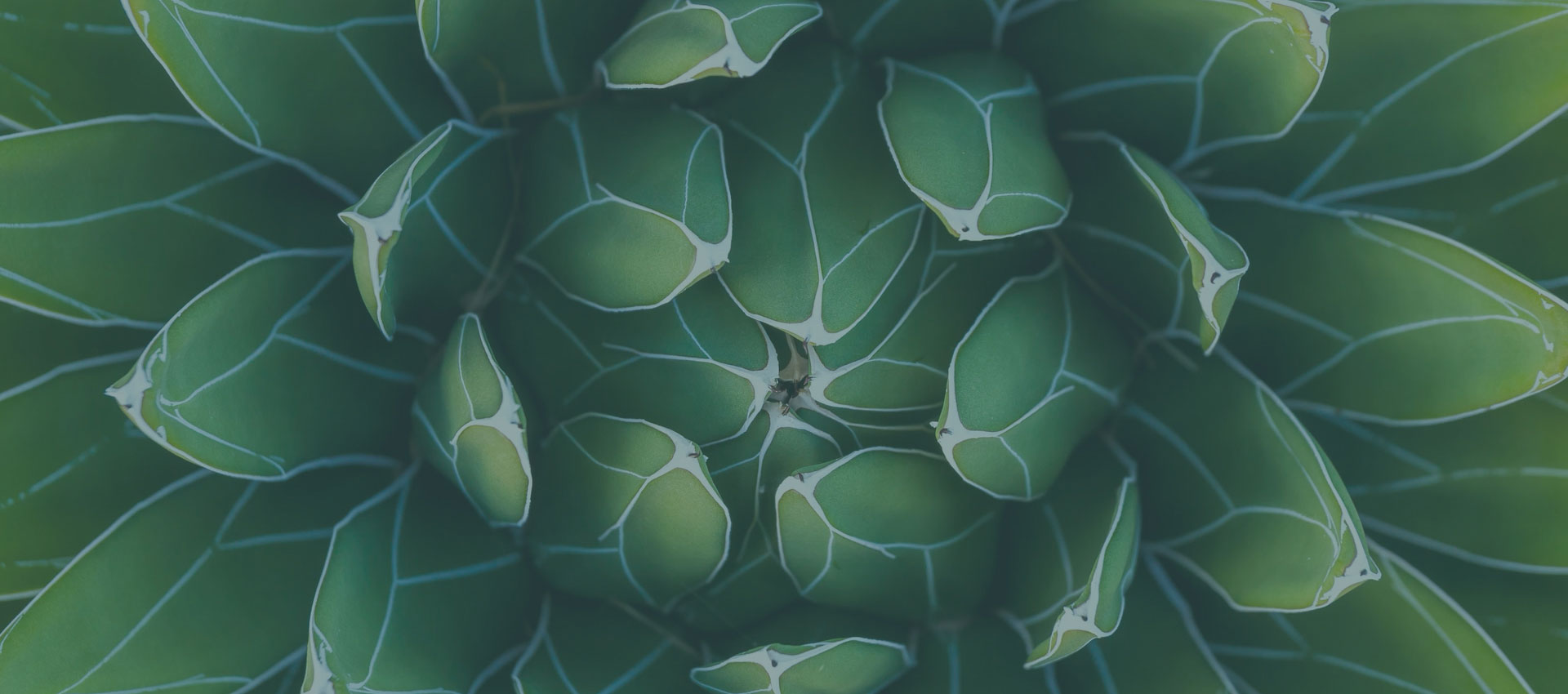 Plant detail